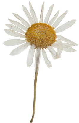 Hand Pressed Flora